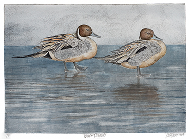 Winter Pintails