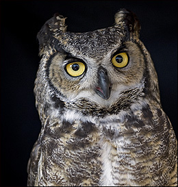Jillian, the Great Horned Owl