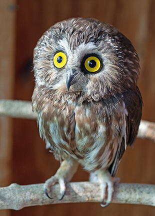 Little Billie, the Northern Saw-whet Owl