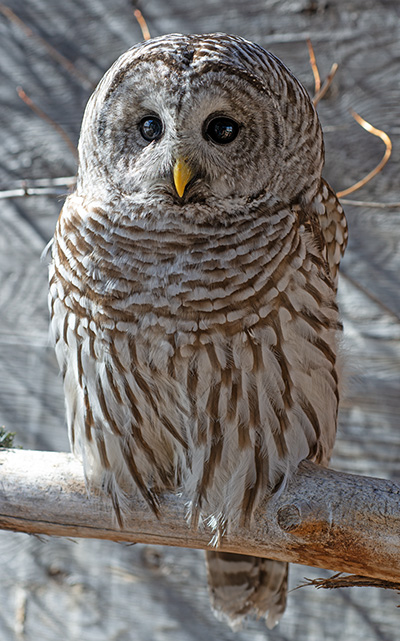 Portia, the Barred Owl 