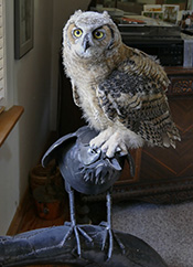 Simon the Great Horned Owl standing on the Raven sculpture in the office.