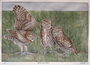 Burrowing Owl Family