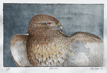 Red-tail