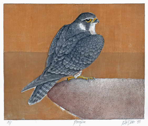 Peregrine