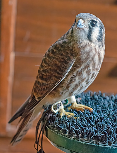 Bodie, the American Kestrel