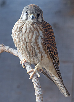 Ella*, the American Kestrel