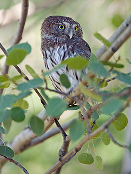 iPod*, the Northern Pygmy-owl