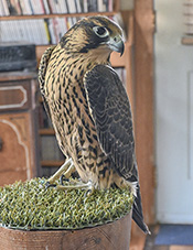 Janie, the Peregrine Falcon