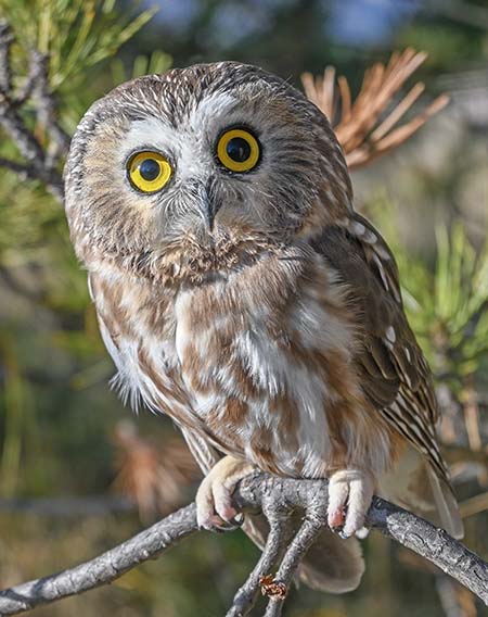 Little Billie, the Northern Saw-whet Owl