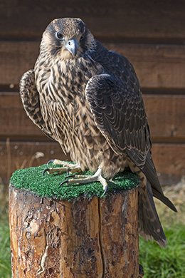 Maizee, the Peregrine Falcon