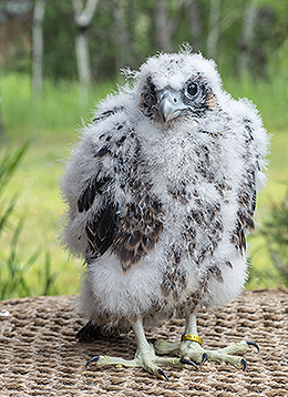 Mischa, the Peregrine Falcon