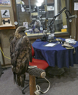 Nigel, the Golden Eagle