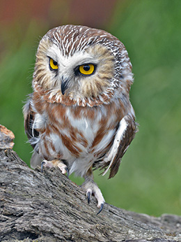 Owen, the Northern Saw-whet Owl
