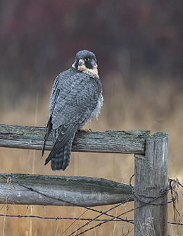 Sibley, the Peregrine Falcon