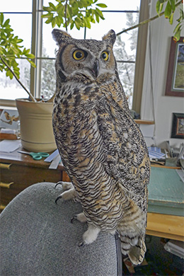 Simon, the Great Horned Owl