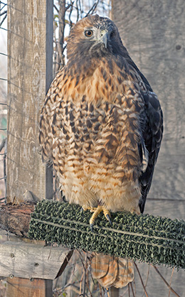 Simone, the Red-tailed Hawk