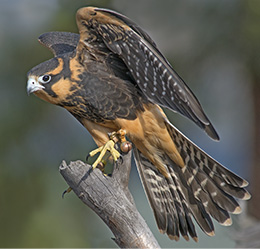Sonora, the Aplomado Falcon