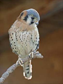 Wes, the American Kestrel