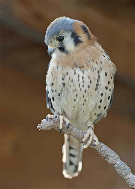 Wes, the American Kestrel