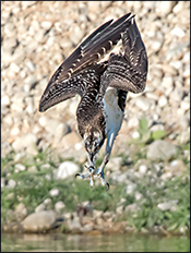 Young Osprey in the Bitterroot River behind the house.