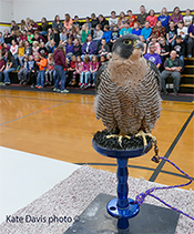 Sibley the Peregrine's 600th program at Clinton Elementary School, and coincidentally our first school back in 1988! Up to 740 programs now!