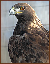 Nigel, our 28
 year-old Golden Eagle. Superstar!